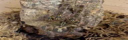 Tarantulas invertebrates for sale: 6 arboreal tarantulas and setups, poecilotheria  - Advert 3