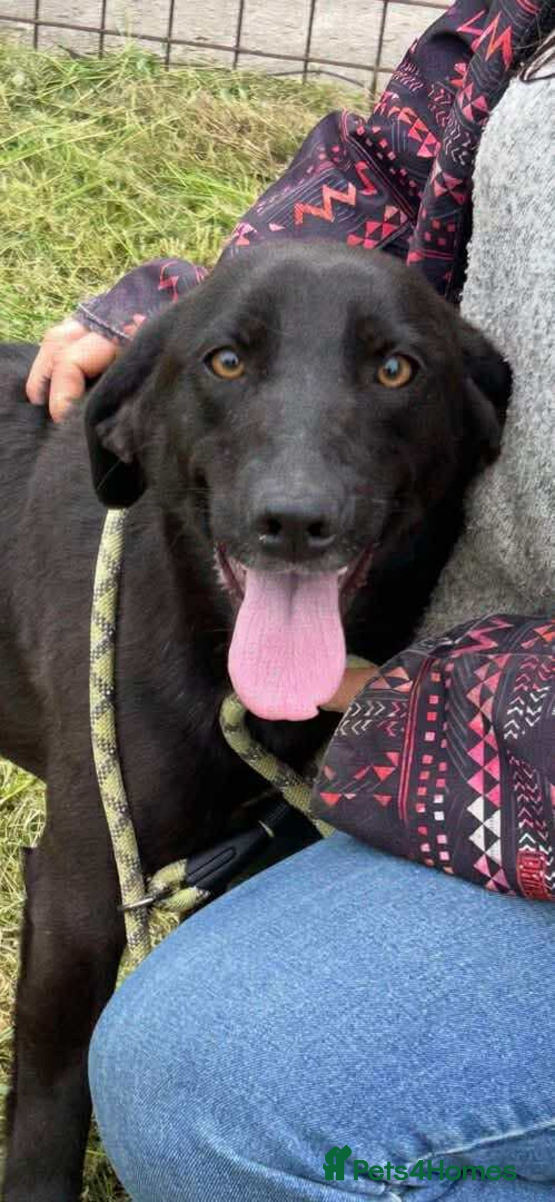 Mixed Breed dogs for adoption: LOLA -affectionate girl/ friendly/loving/happy - Image 4
