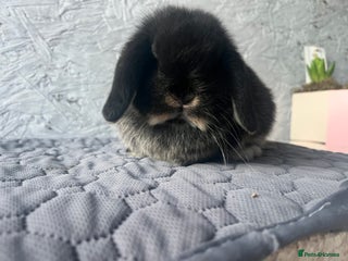 Mini Lop rabbits Pure mini lop - Advert 1