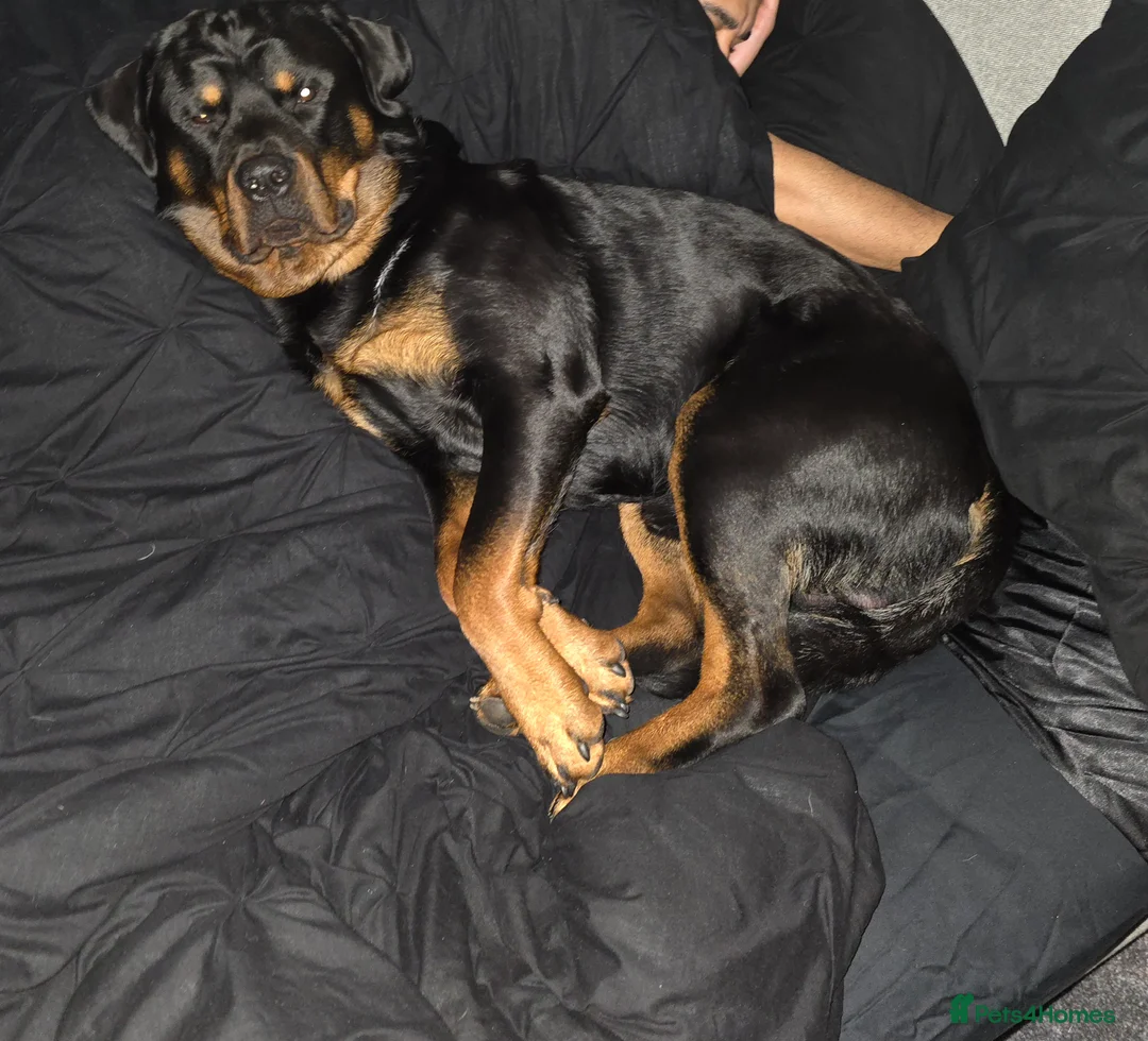 Rottweiler dogs for sale: Rotweiller boy for sale - Advert 2