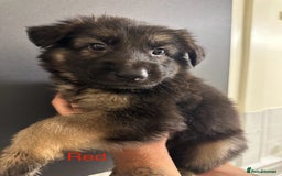 German Shepherd dogs for sale: German shepherd  - Image 7