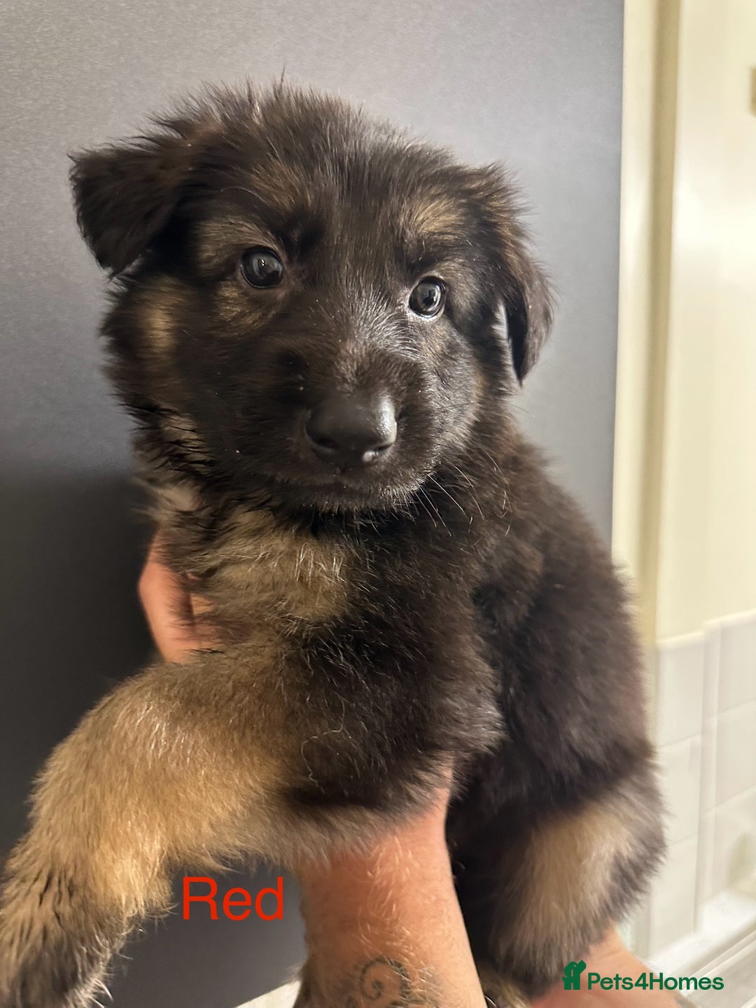 German Shepherd dogs for sale: German shepherd  - Image 7