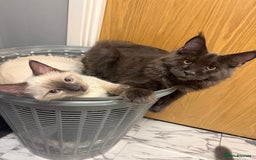 Ragdoll cats for sale: Blue Point Ragdoll Male - Image 3