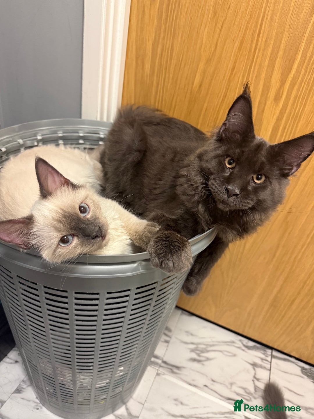 Ragdoll cats for sale: Blue Point Ragdoll Male - Image 3