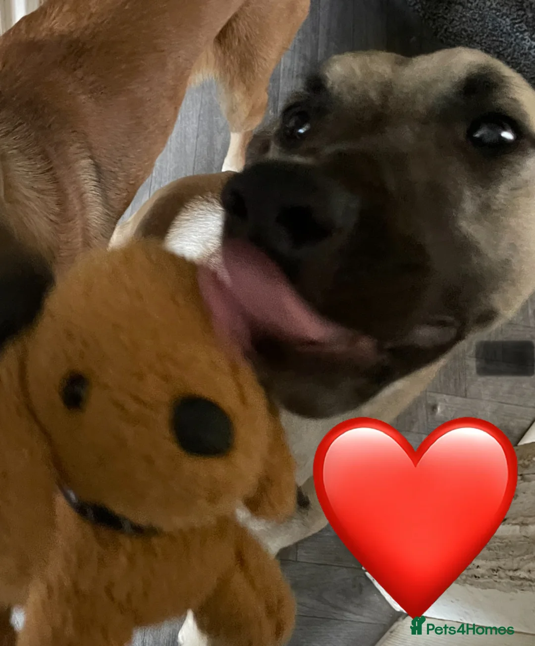 Mixed Breed dogs for sale: Beautiful 1 year old lurcher for sale  - Advert 4