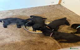 Labrador Retriever dogs for sale: CHUNKY BIG BONED SHOW LABRADOR PUPPYS - Image 12