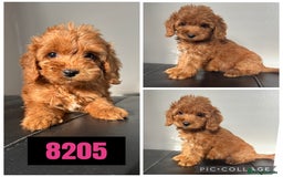 Cockapoo dogs for sale: Beautiful F1 TOY Cockapoos - Image 1