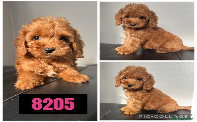 Cockapoo dogs - Advert 8
