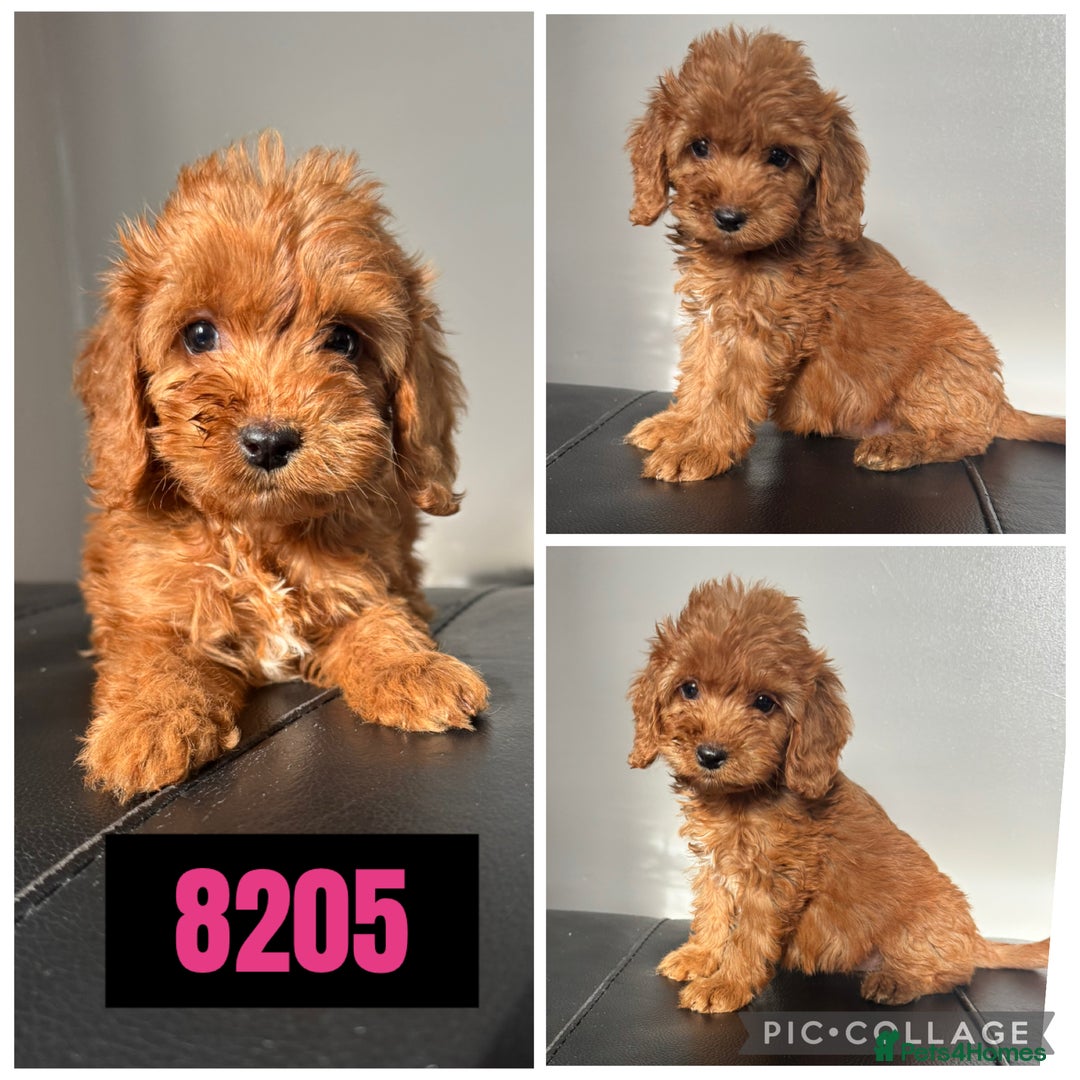 Cockapoo dogs for sale: Beautiful F1 TOY Cockapoos - Image 1
