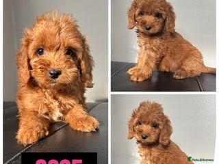 Cockapoo dogs - Advert 1