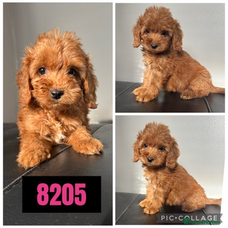 Cockapoo dogs - Advert 1