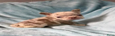 French Bulldog Puppy 9