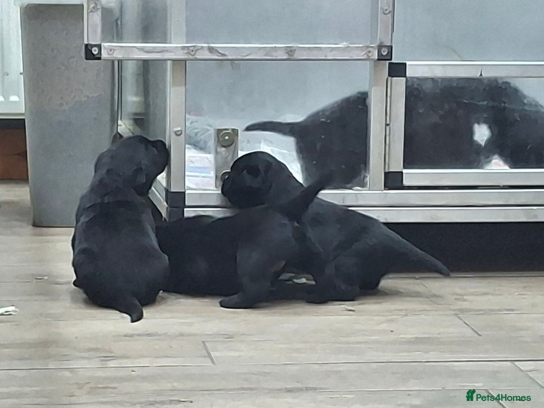 Labrador Retriever dogs for sale: KC Registered Health Tested Labrador puppies - Advert 7
