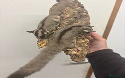 Sugar Glider rodents for sale: Baby sugar gliders  - Image 4