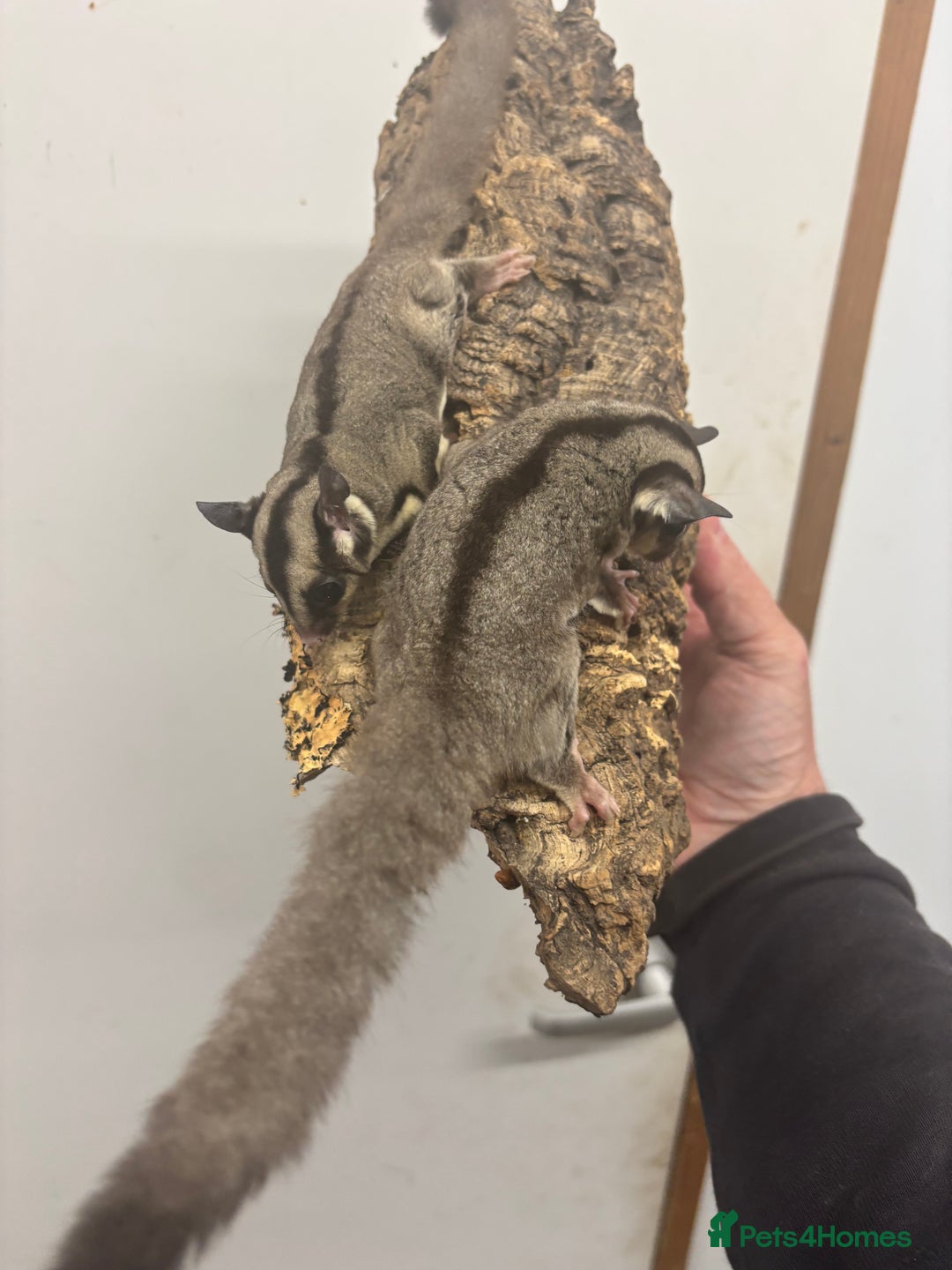 Sugar Glider rodents for sale: Baby sugar gliders  - Image 4