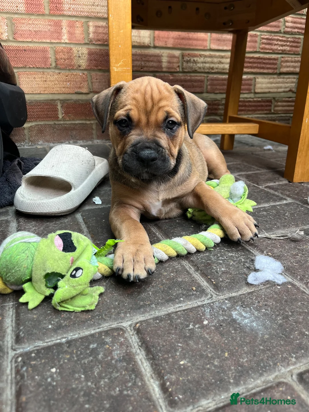 Mixed Breed dogs for sale: Our beautiful pups are looking for a forever home in Bedford - Advert 2