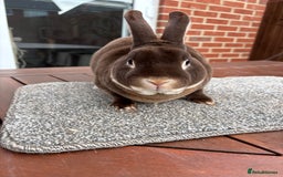 Rex rabbits for sale: Stunning Purebred Chocolate Otter Mini Rex - Image 4