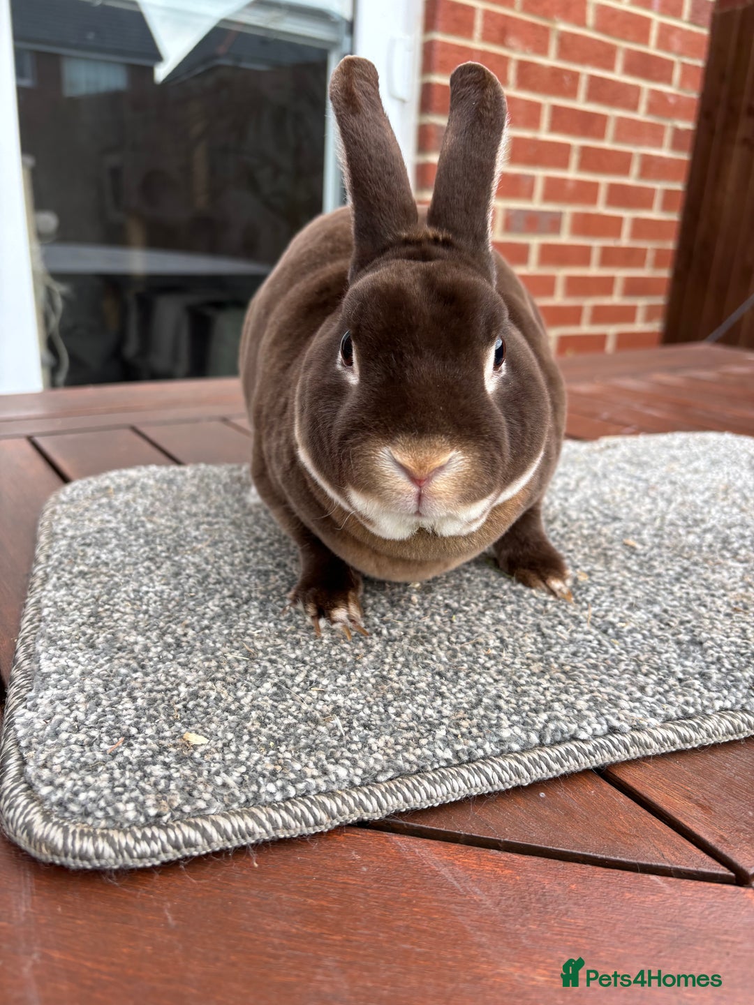 Rex rabbits for sale: Stunning Purebred Chocolate Otter Mini Rex - Image 4