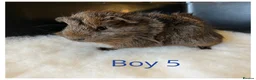 Guinea Pig rodents for sale: Guinea Pig babies- beautiful colours and condition - Advert 5