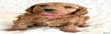 Australian Labradoodle Golden Girl 