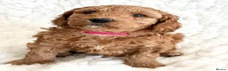 Australian Labradoodle dogs for sale: *Reduced* Australian labradoodle girl  - Advert 17