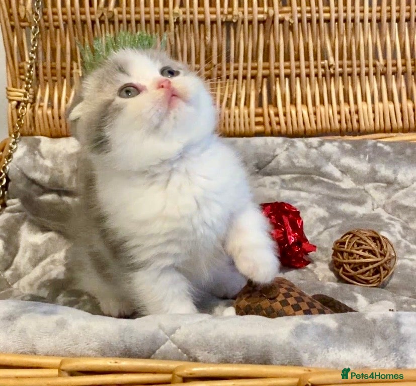 Scottish Fold cats 🧸😻CHAMPION LINE TICA ACTIVE SCOTTISH/BSH😻🧸 - Advert 8