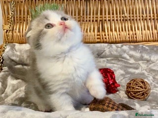 Scottish Fold cats 🧸😻CHAMPION LINE TICA ACTIVE SCOTTISH/BSH😻🧸 - Advert 2