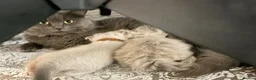 Ragdoll cats for sale: Blue/lilac Ragdoll babies - Advert 19