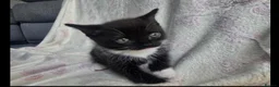 Ragdoll cats for sale: ragdoll mix kittens  - Advert 3