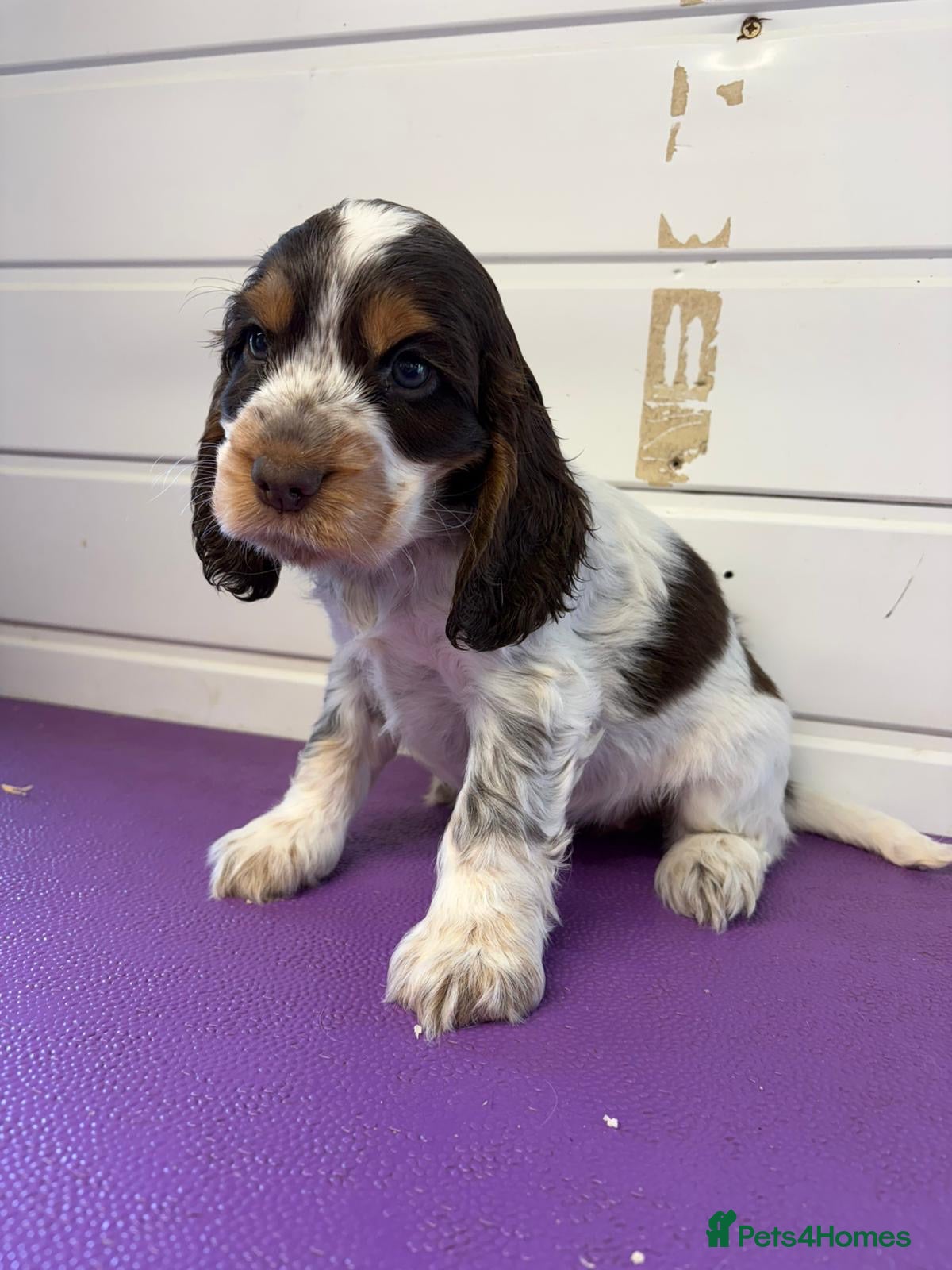 Cocker Spaniel dogs READY NOW😍 line quality show cockers - Advert 9