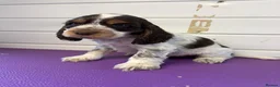 Cocker Spaniel dogs for sale: READY NOW😍 line quality show cockers - Advert 1