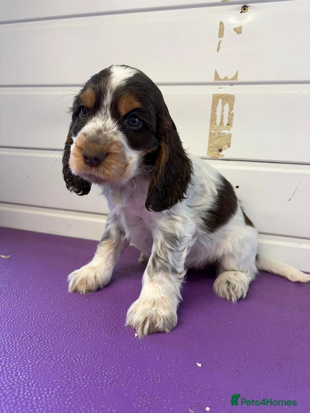 Cocker Spaniel dogs for sale: READY NOW😍 line quality show cockers - Advert 1