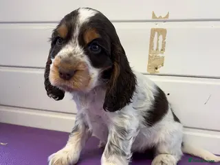 Cocker Spaniel dogs READY NOW😍 line quality show cockers - Advert 9
