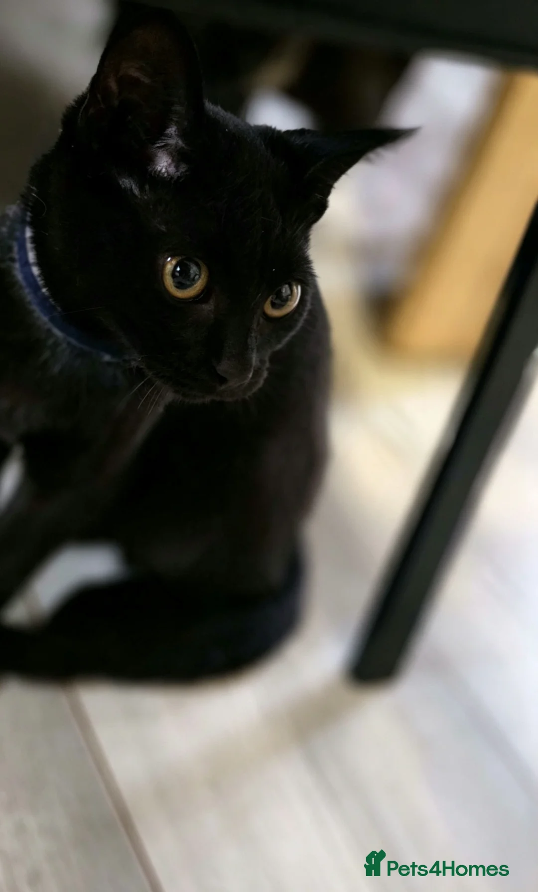 Domestic Shorthair cats for sale: Beautiful Black Kitten Looking for a Loving Home  - Advert 2