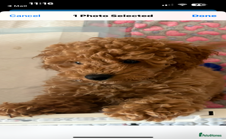 Toy Poodle dogs - Advert 13