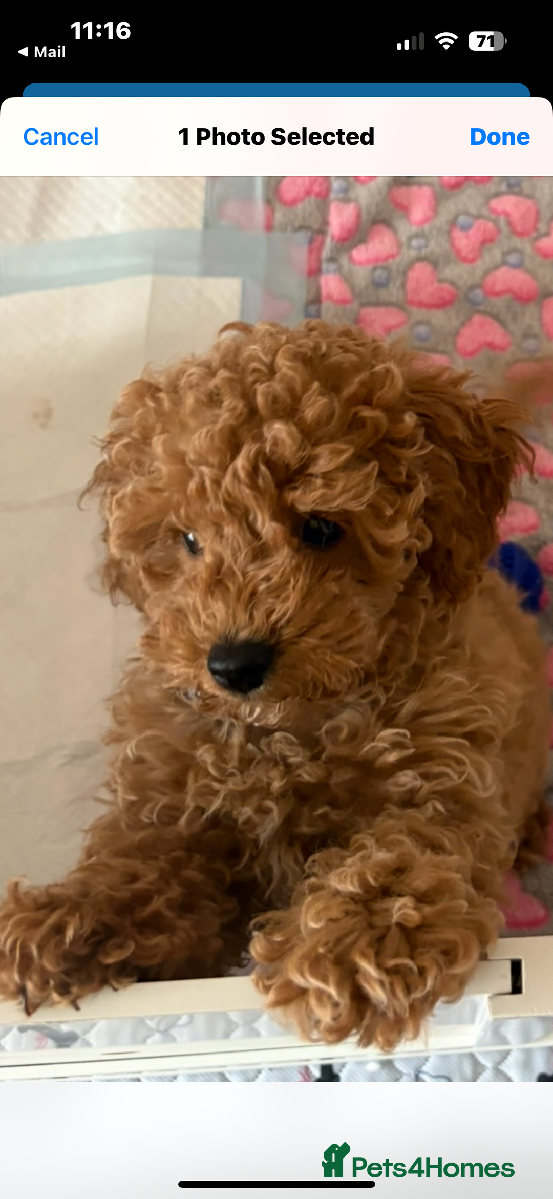 Toy Poodle dogs for sale: Nela  - Image 1