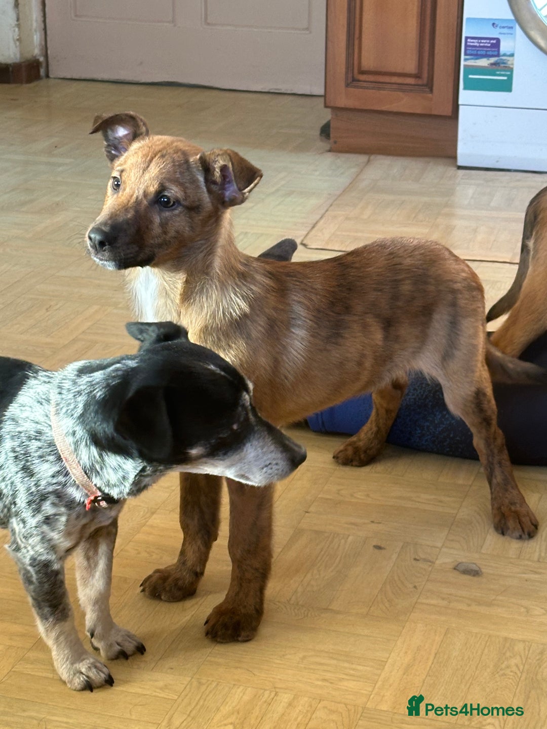 Mixed Breed dogs for sale: Kelpie x Collie puppies - Advert 9