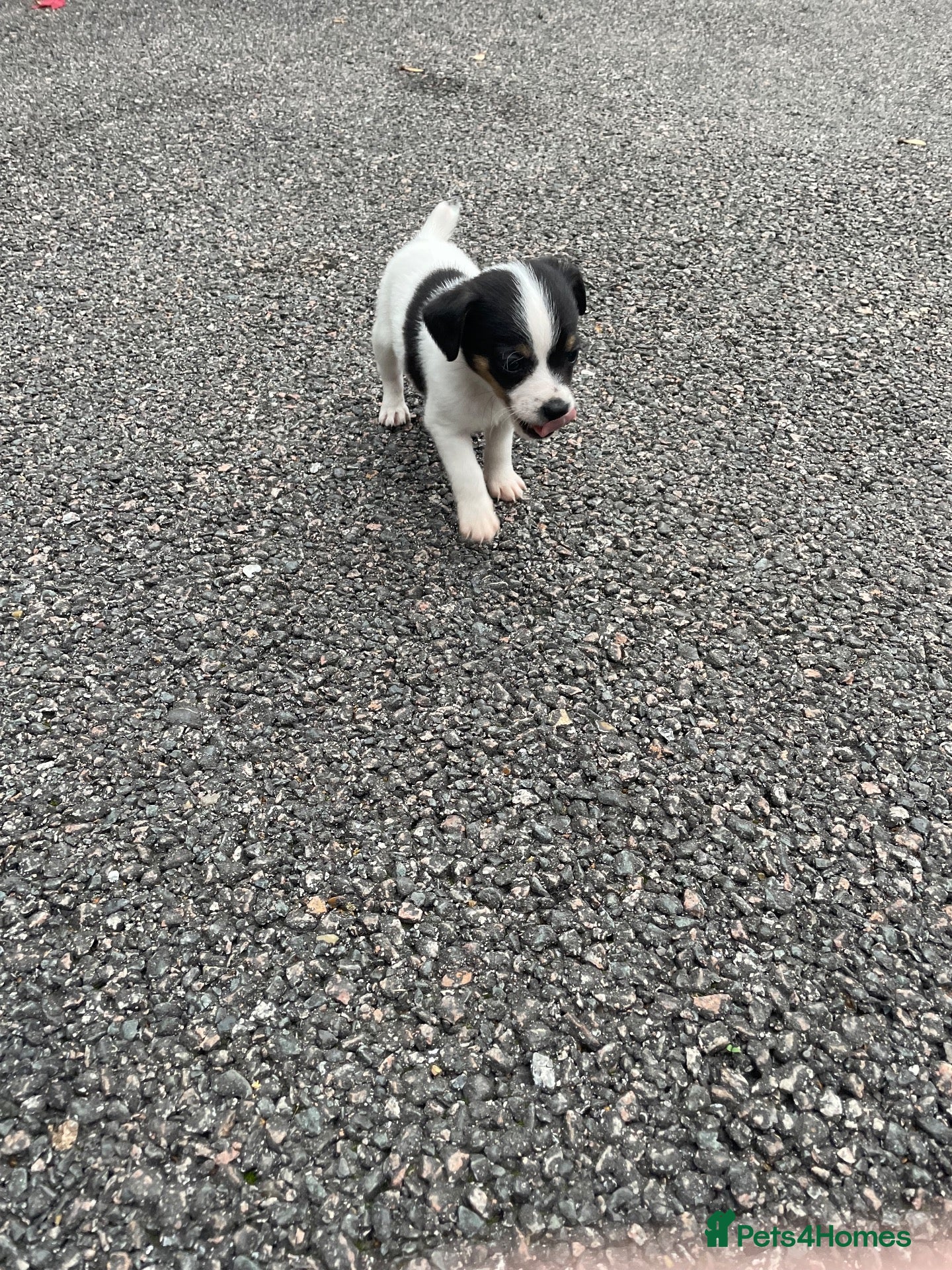 Jack Russell dogs Jack Russell  - Advert 2