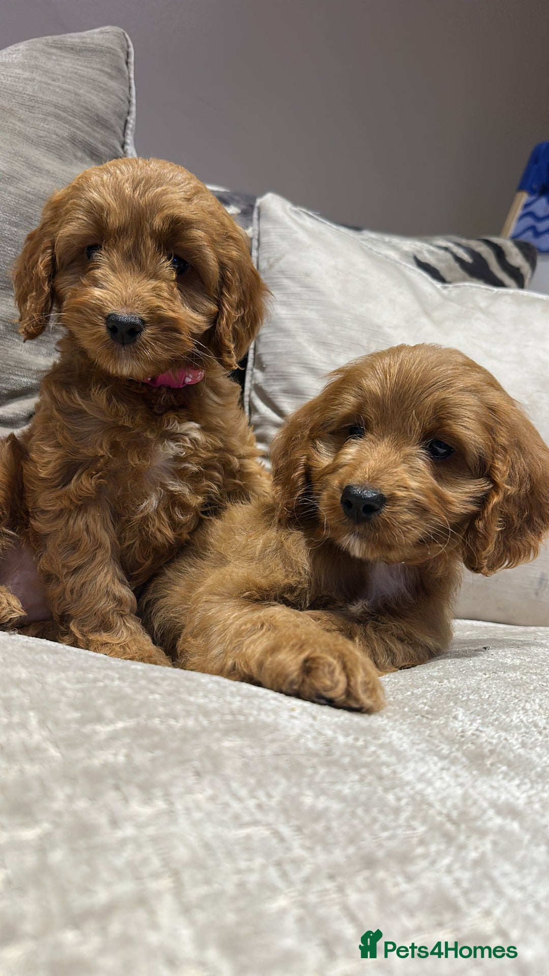 Cockapoo dogs for sale: 🐾Adorable toy cockapoos ready now 🐾 - Advert 8