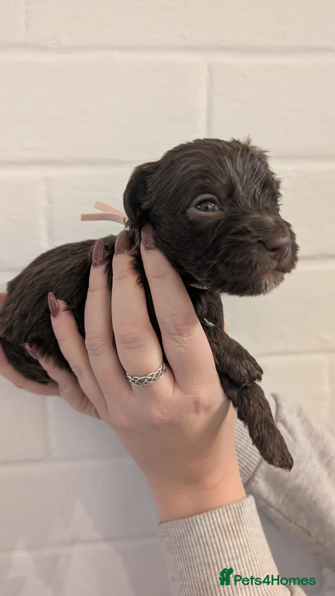 Cockapoo dogs for sale: Cockapoo puppies - Advert 16