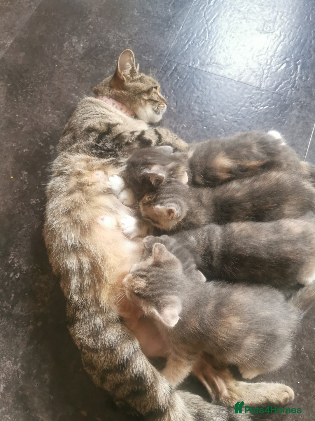Ragdoll cats for sale: Beautiful ragdolls mix females kittens for sale - Image 4