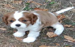 Cavalier King Charles Spaniel dogs for sale: Gorgeous KC Reg Cavalier king Charles puppies - Image 5
