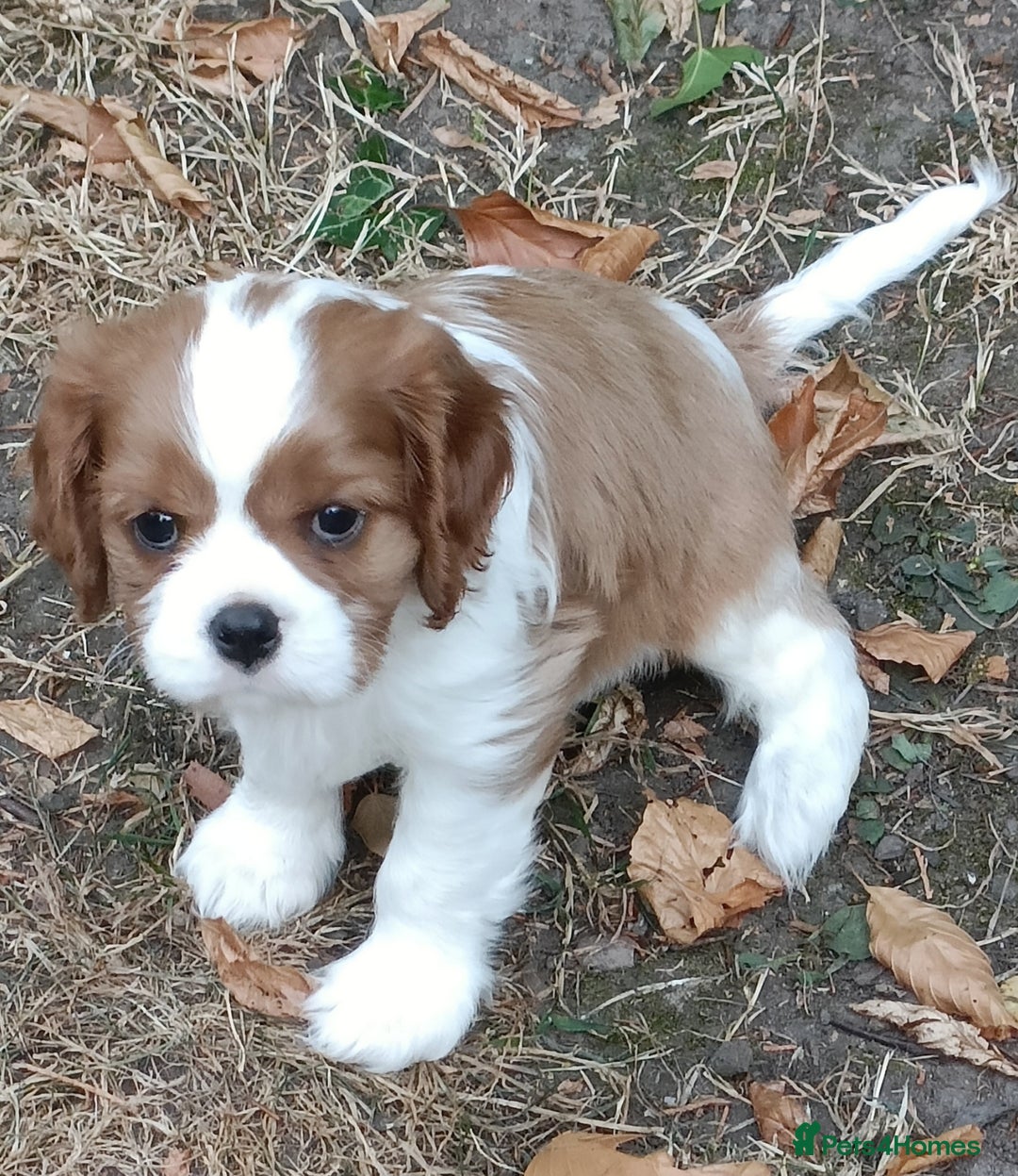 Cavalier King Charles Spaniel dogs for sale: Gorgeous KC Reg Cavalier king Charles puppies - Image 5