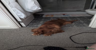 Cavalier King Charles Spaniel dogs - Advert 12