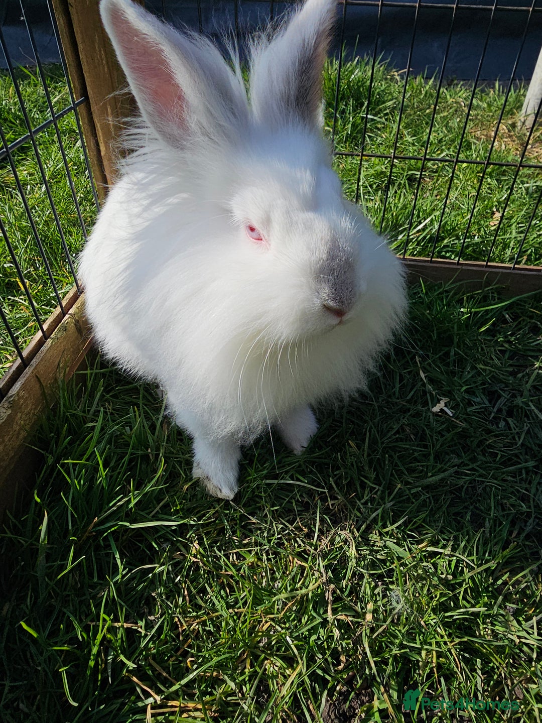 Mixed Breed rabbits for sale: Stunning little boy - Image 1