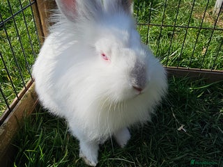 Mixed Breed rabbits - Advert 15