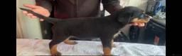 Rottweiler dogs for sale: 14 Gorgeous Rottweiler puppies for sale - Advert 1
