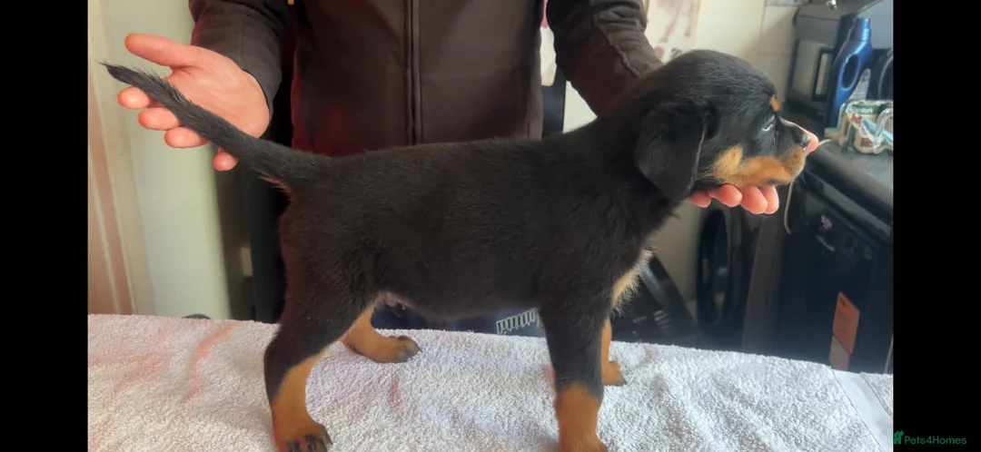 Rottweiler dogs for sale: 14 Gorgeous Rottweiler puppies for sale - Advert 1