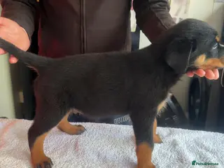 Rottweiler dogs 14 Gorgeous Rottweiler puppies for sale - Advert 4