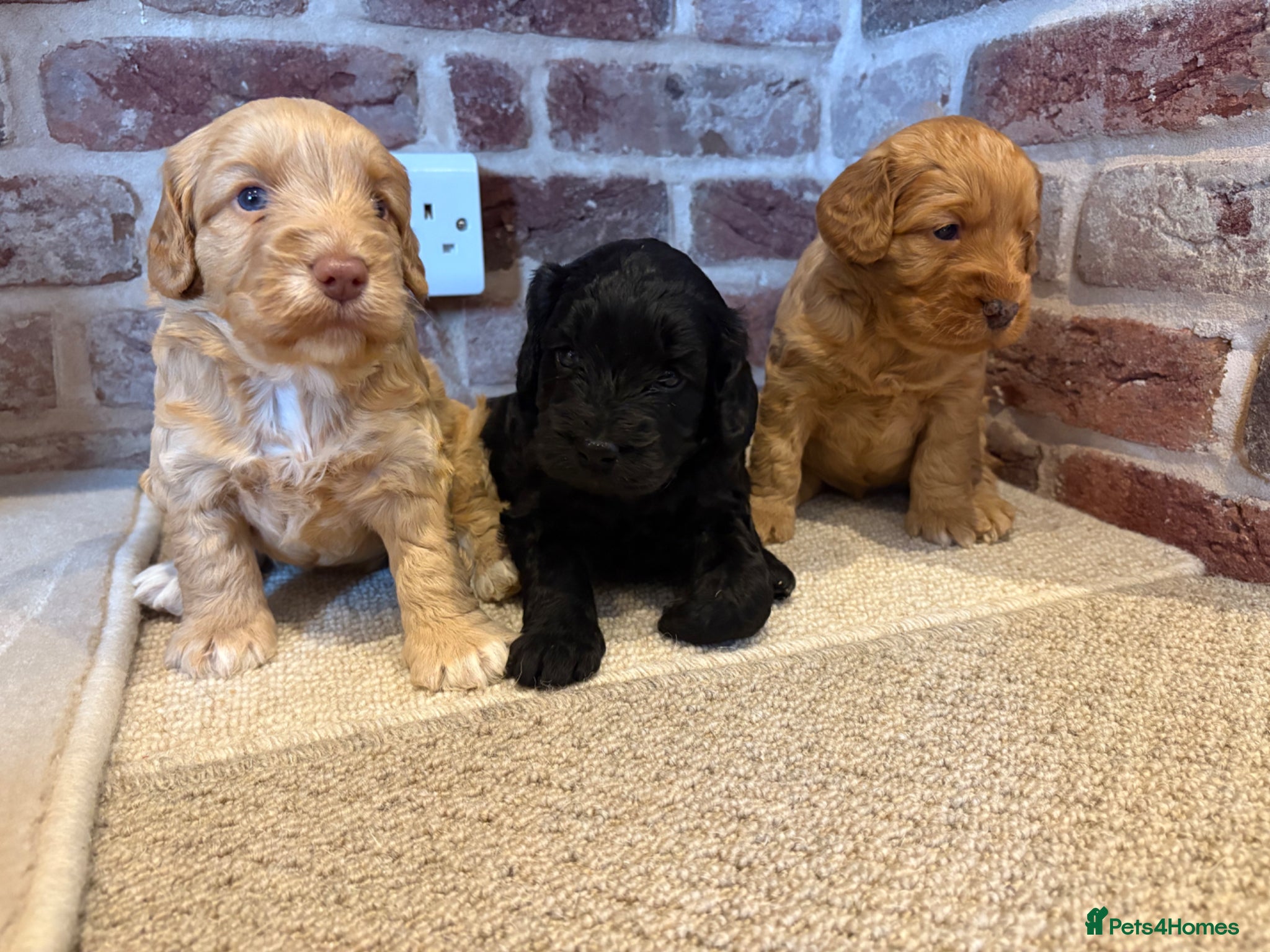 Cockapoo dogs Beautiful F1 Cockapoos - Advert 1